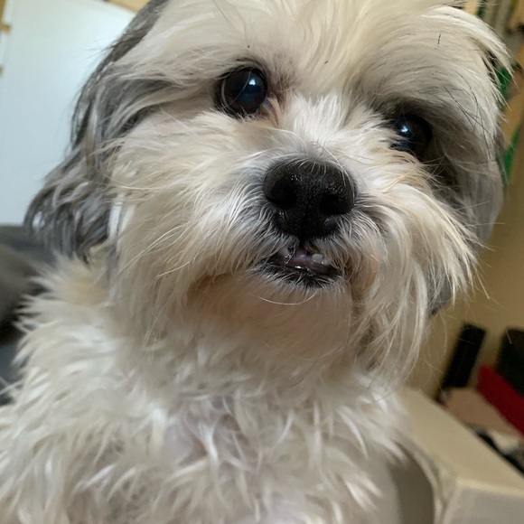 Meet your Posher, Elliette - Picture 4 of 7